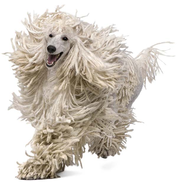 Cane che corre