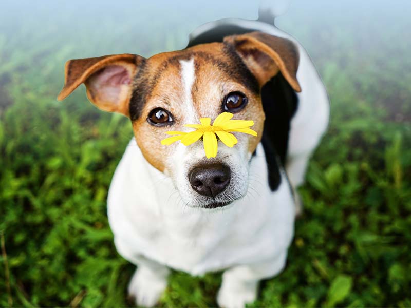 Cane con un fiore sul muso