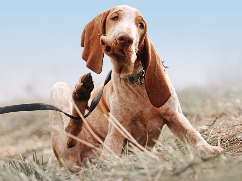 Cane al guinzaglio che si gratta dietro l'orecchio