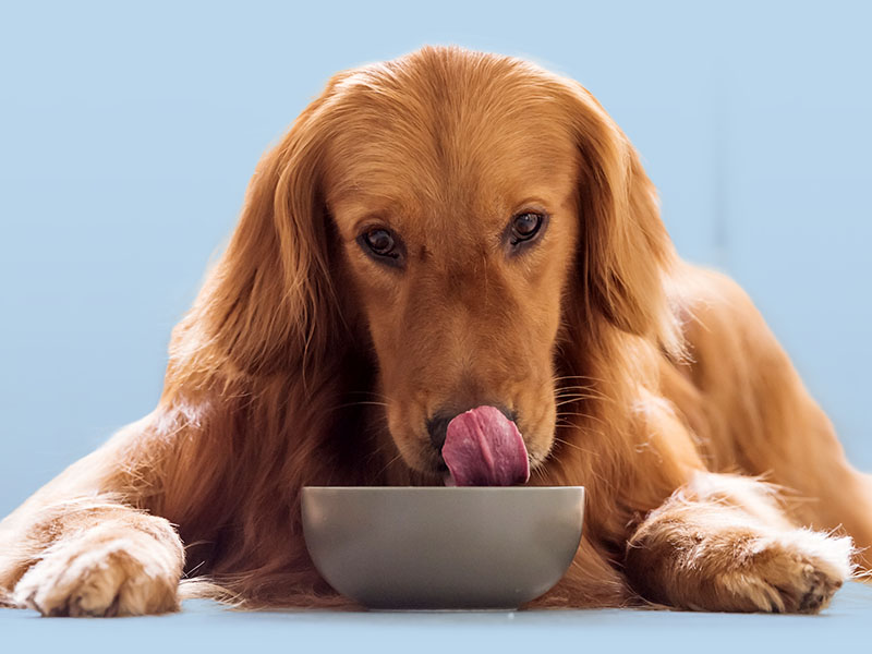 Cane che mangia dalla ciotola
