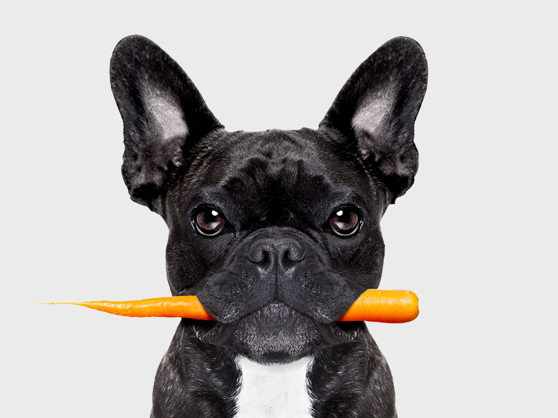 Cane nero con una carota in bocca