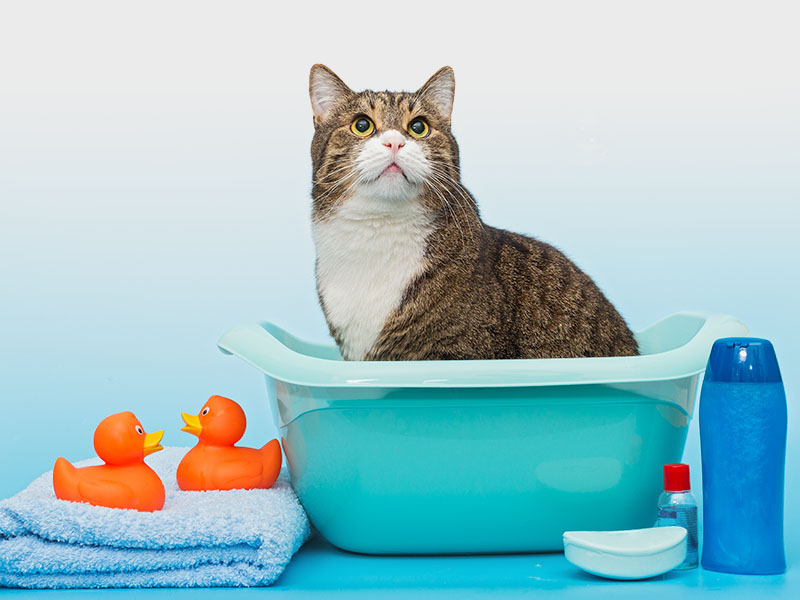 Gatto dentro una bacinella