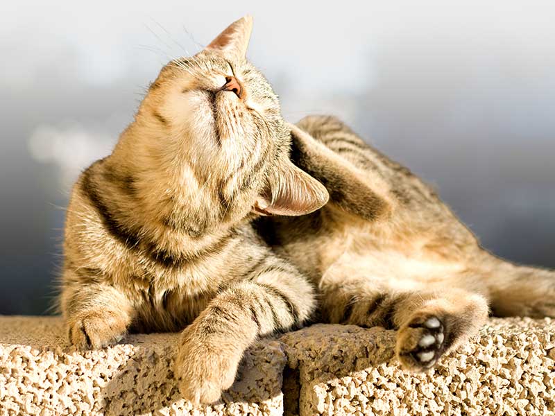 Gatto che si gratta