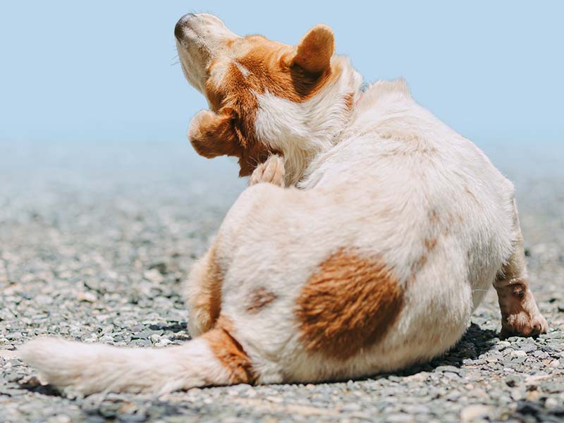 Cane che si gratta
