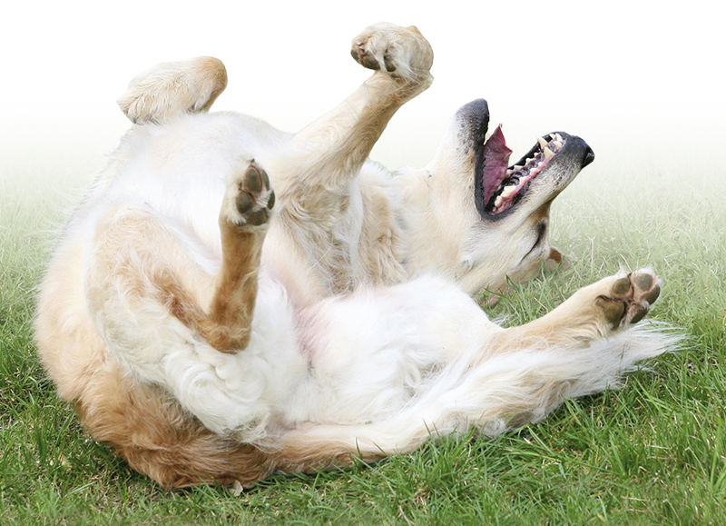 Cane che si rotola sull'erba a causa del prurito