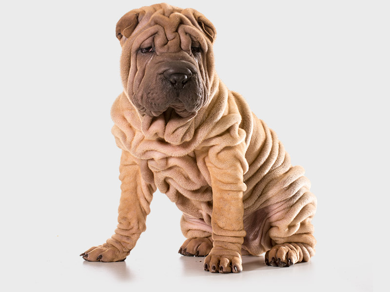 Cane Sher Pei