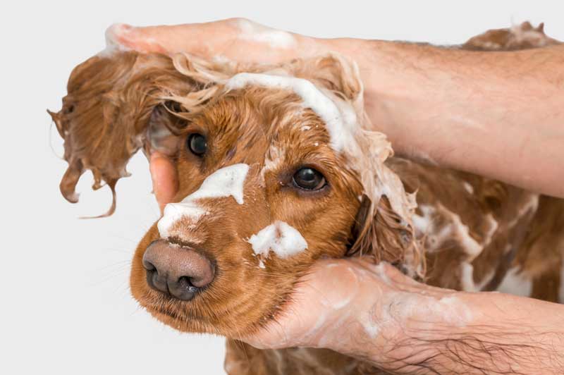 Un cane mentre viene lavato