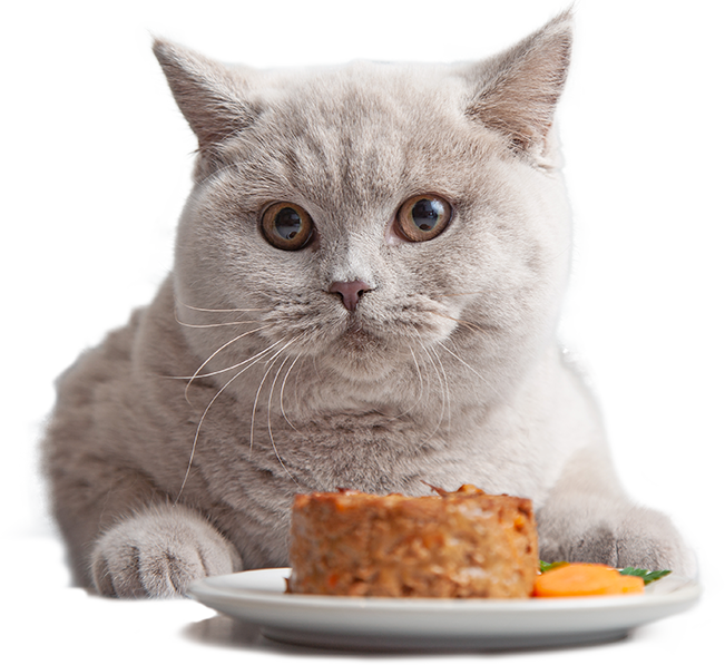 Gatto di fronte ad un piatto di cibo