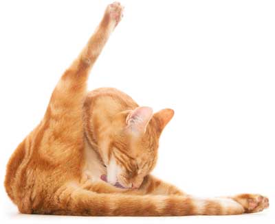 Gatto che si lecca