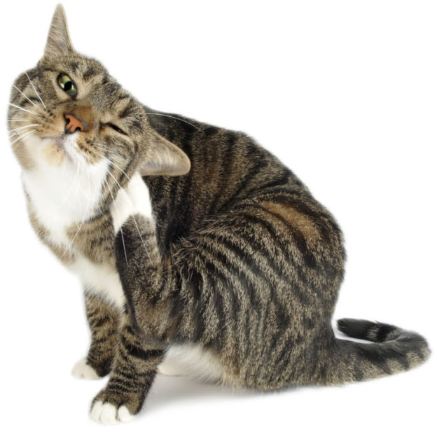 Gatto che si gratta